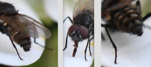 Réf. 271 236 : Delia platura